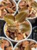 Anoectochilus roxburghii Hayata Hong Sia